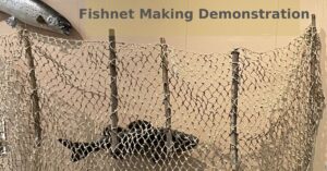 Fish swimming into a Fishing Weir. 6 foot long by 2 foot tall plant fiber fishing net with five vertical stick woven through the holes at even intervals.