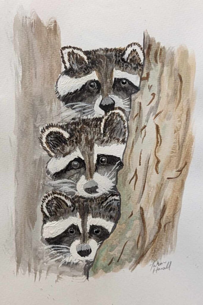 Painting of three raccoons by TK Hansell