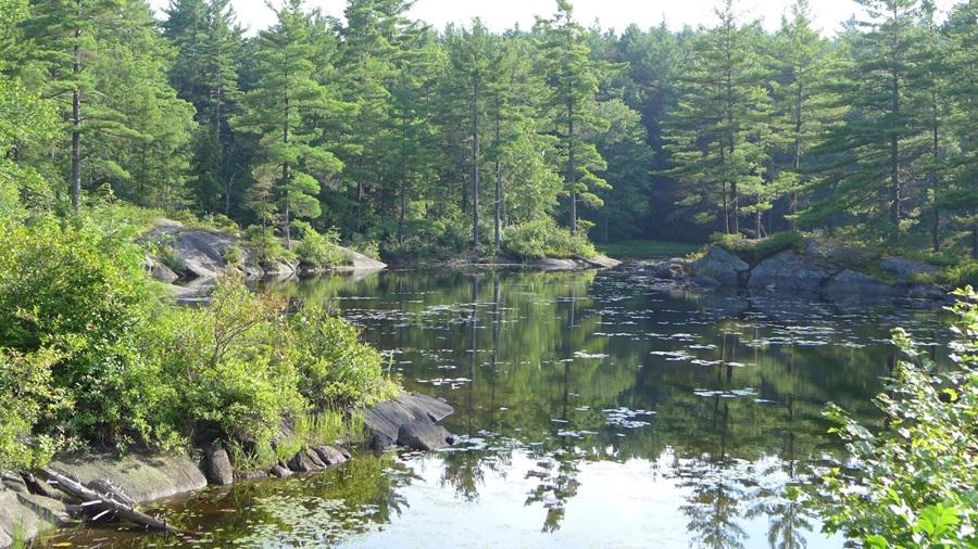 Peaceful pond in summer.